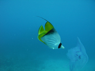 生活 深的 动物 潜水 旅行 游泳 美女 野生动物 埃及