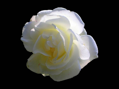 玫瑰 繁荣 开花 植物 喷气式飞机 白种人 花园 繁荣的