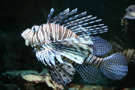 潜水 埃及 狮子鱼 水族馆 捕食者 珊瑚 生活 环境 危险的