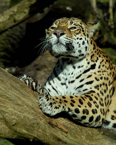 面对 食肉动物 野生动物 豹子 南方 美洲虎 潘塔纳尔 危险的