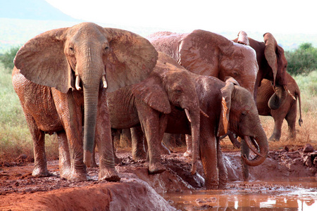 干旱 肯尼亚 动物 哺乳动物 食草动物 令人印象深刻 迷人的