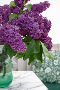 紫罗兰 软的 花园 丁香花 邀请 植物学 季节 开花 植物