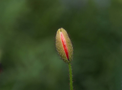 领域 草地 开花 繁荣的 春天 夏天 夏季 繁荣 植物