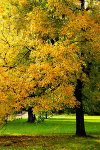 颜色 特写镜头 植物学 桦木 美丽的 自然 落下 十一月