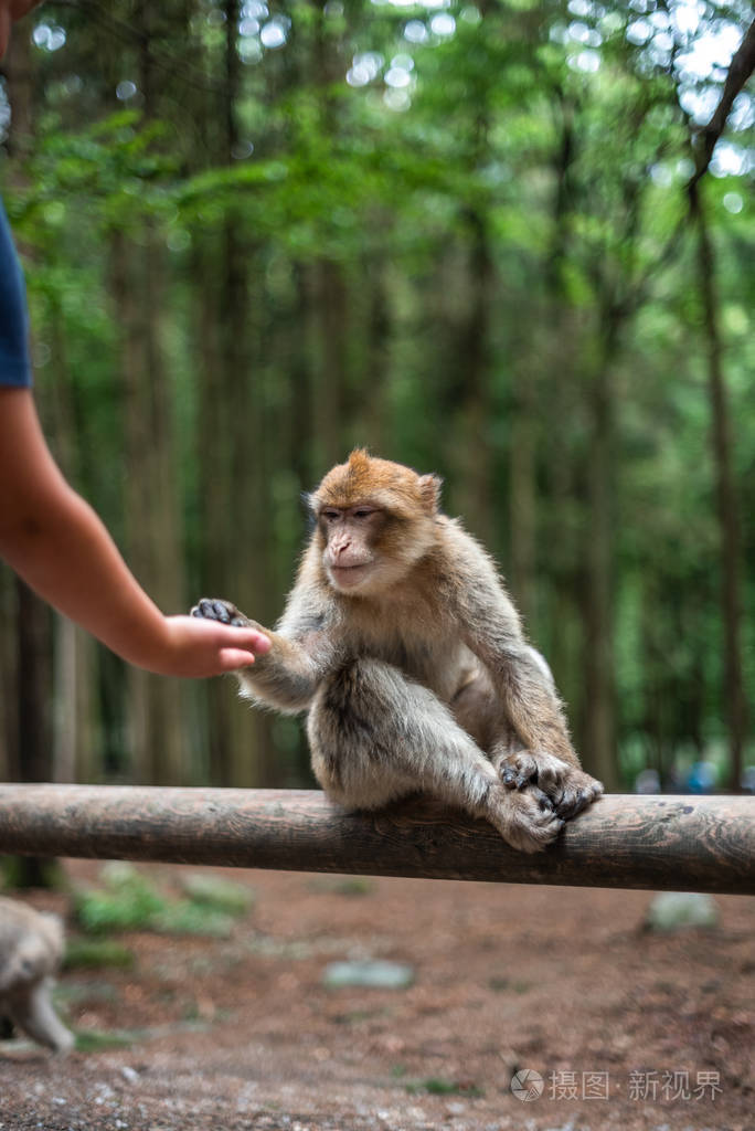 猴子从人类手拿食物喂猴子森林德国