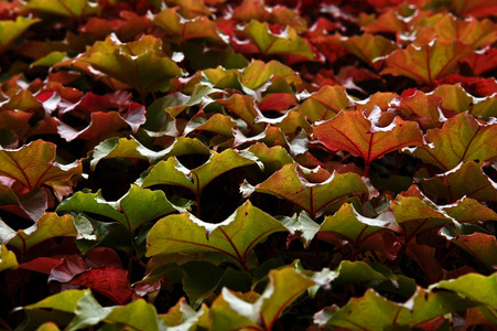 季节 美丽的 植物学 框架 树叶 枫树 插图 边境 十一月
