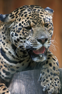 游猎 动物 豹子 老虎 美洲虎 丛林 南方 哺乳动物 森林