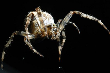 野生动物 捕食者 缺陷 危险 昆虫 恐惧症 蜘蛛恐惧症 蛛形纲