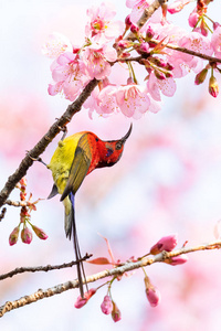 多姿多彩的古尔德夫人的太阳鸟在盛开的喜马拉雅山野樱桃上