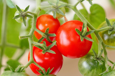 温室里种着红番茄
