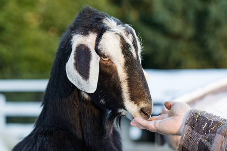 在乡村农场动物抚摸动物园用手喂山羊。