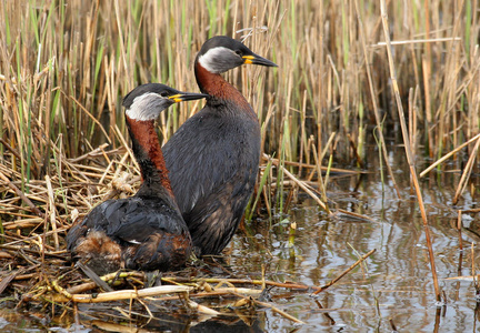 野生动物 池塘 三角洲 沼泽 美丽的 羽毛 非洲 鸟类 在里面