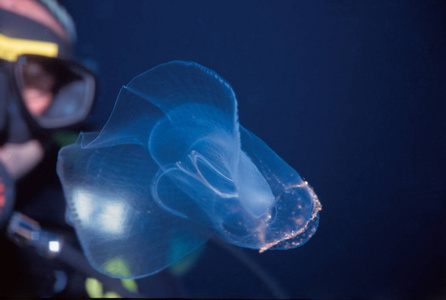 蜗牛 野生动物 游泳 动物 水族馆 海的 潜水 动物群 生活