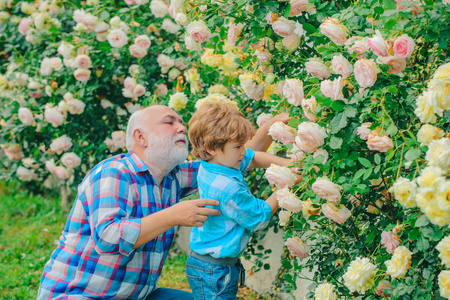 种花。爷爷和孙子在美丽的花园里。园丁在花园里切花。他喜欢和祖父谈话。