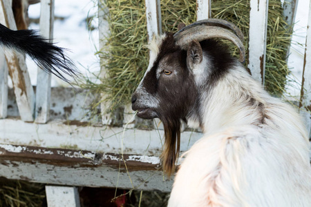 有趣可爱山羊的特写肖像。宠物动物园里美丽的山羊农场动物。