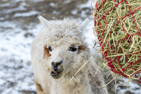 有趣的羊驼吃干草.宠物动物园里美丽的美洲驼农场动物.照片