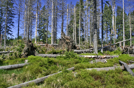 国家的 天空 加利福尼亚 荒野 美国 松木 自然 环境 公园