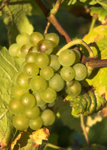 山谷 葡萄 农业 农事 葡萄园 葡萄酒 收获 葡萄栽培 成长