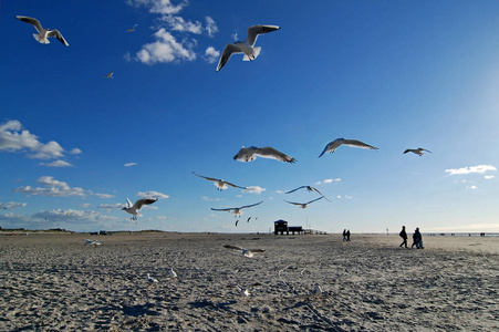 杰格 海洋 海滨 天空 海滩 海鸥 苍穹