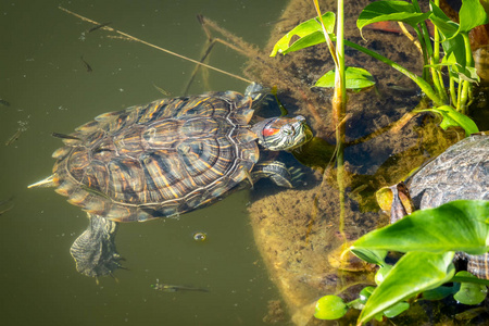 红耳龟在池塘边游泳。红耳滑块，Trachemysscriptaelegans