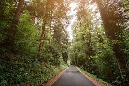 夏季或春季森林中的道路图片