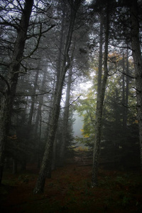 自然 风景 森林 薄雾