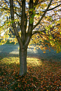 木材 颜色 环境 森林 季节 风景 美丽的 植物 树叶 落下