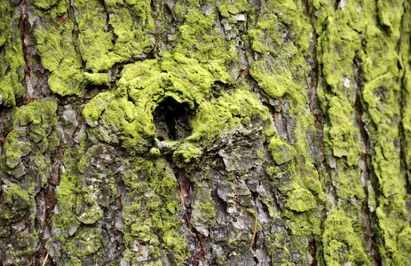 材料 古老的 特写镜头 树皮 树干 苔藓 公园 森林 环境