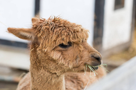 一个有趣的羊驼特写吃草和咀嚼.宠物动物园里美丽的美洲驼农场动物.