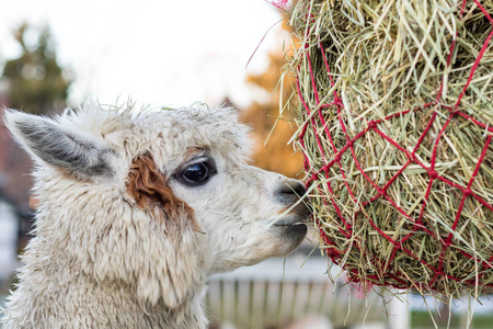 可爱的羊驼吃干草。宠物动物园里美丽的美洲驼农场动物。
