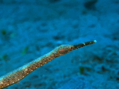 热带 珊瑚 世界 自然 水下 动物 海洋 潜水