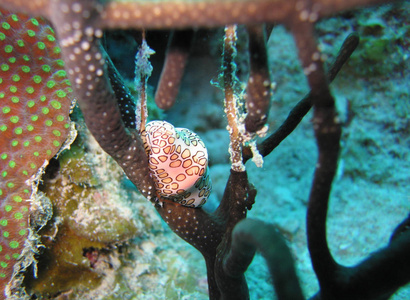 海洋 水肺 动物 海的 旅行 暗礁 游泳 水下 美丽的 潜水