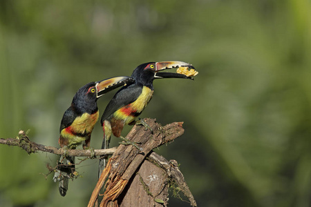 巨嘴鸟 动物群 亚马逊 雨林 鸟类学 哥斯达黎加 丛林 美丽的