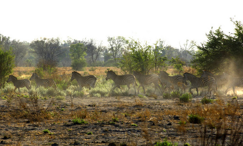 哺乳动物 乡村 草原 野生动物 斑马 大草原 自然 非洲