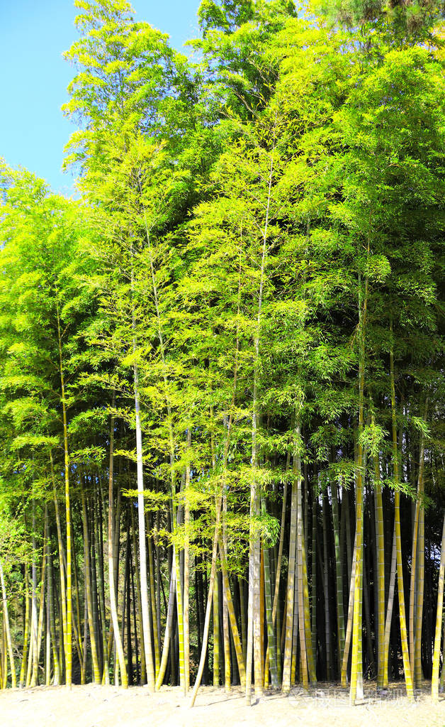 日本冈山小川korakuen花园的竹子