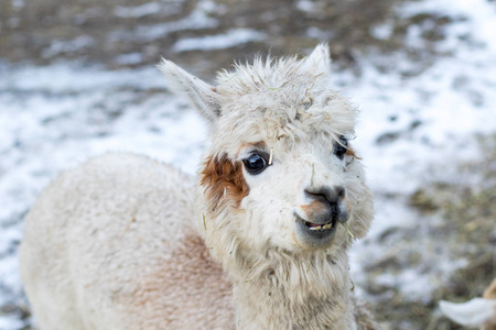 有趣的羊驼吃干草.宠物动物园里美丽的美洲驼农场动物.照片
