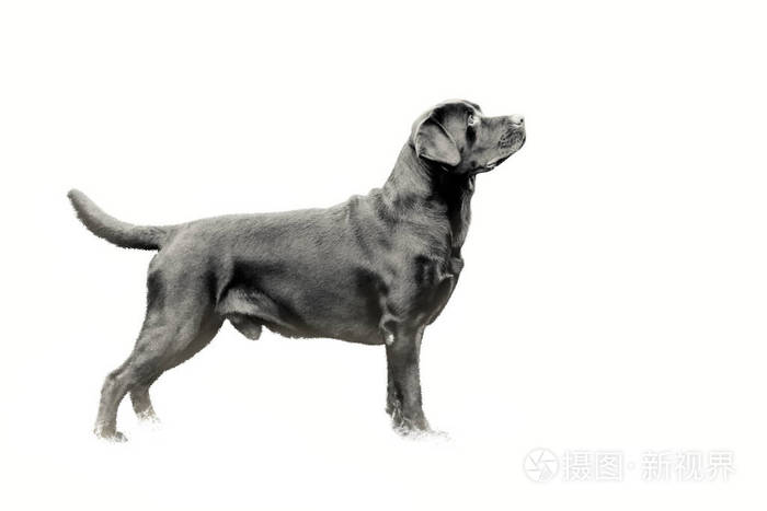 黑白照片成年狗品种一个拉布拉多猎犬在架子上