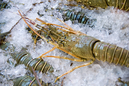 烹饪 食物 营养 甲壳类动物 贝类 抓住 寒冷的 美食家