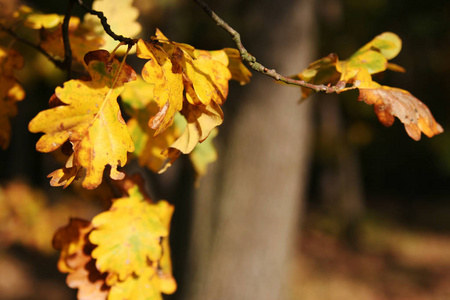 九月 颜色 植物区系 框架 枫树 季节 自然 落下 植物