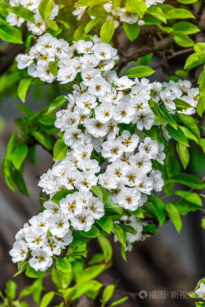beautiful pear tree branch with sun. the seed-bearing part of a