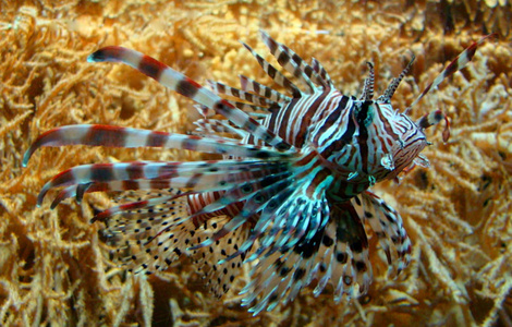 埃及 环境 水族馆 珊瑚 危险的 水下 捕食者 动物 自然