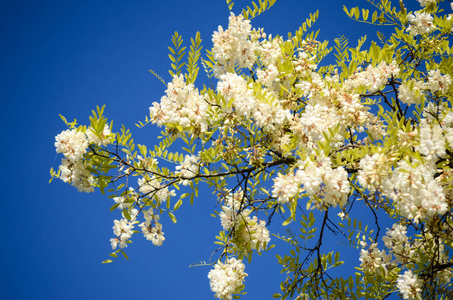 盛开 特写镜头 水果 花的 季节 春天 树叶 开花 自然