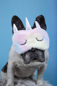 有趣的法国斗牛犬，蓝色背景上有独角兽睡眠面具