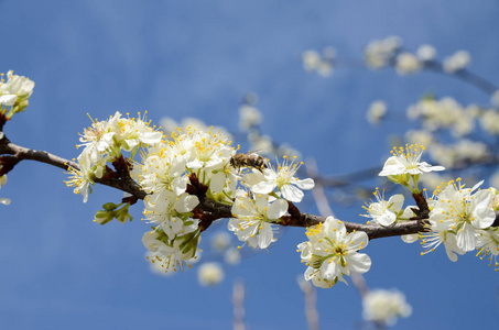 自然 植物 特写镜头 天空 树叶 春天 美女 樱桃 苹果