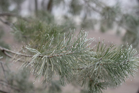 圣诞常绿云杉树，白色霜冻，假日背景