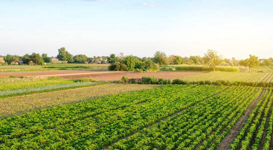 阳光明媚的一天在农场上种植一排排的小辣椒。种植有机蔬菜。环保产品。农业用地和农业。农业企业。乌克兰，赫尔松地区。选择性聚焦