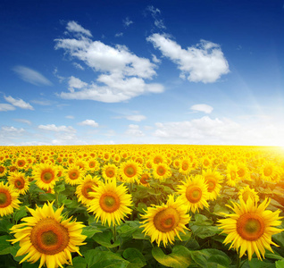 field of sunflowers 