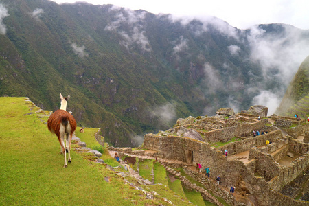 印加 风景 小山 森林 领域 地标 秘鲁 旅游业 岩石 美洲驼