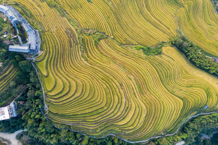 农业 亚洲 自然 植物 食物 天空 大米 农田 季节 农场