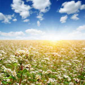 buckwheat field on sky 